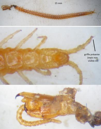 Pachymerium ferrugineum